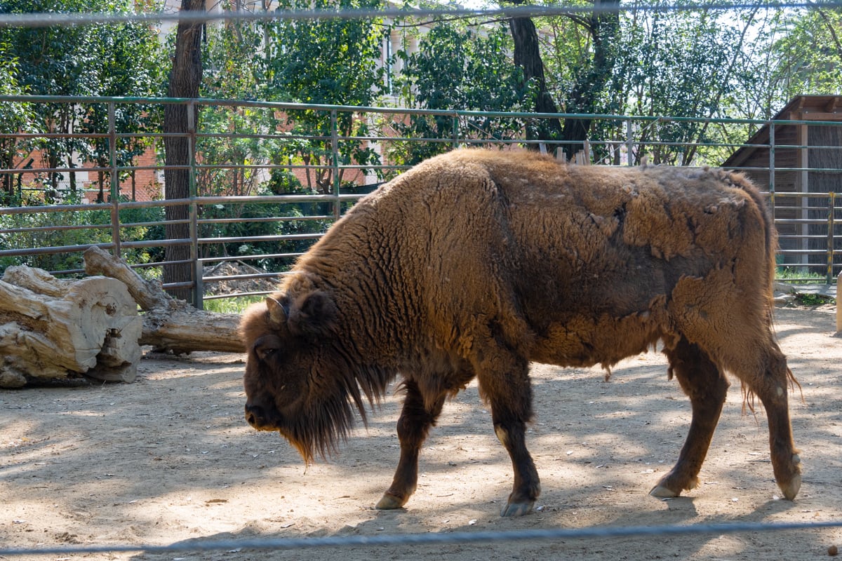 Bison du zoo de Barcelone